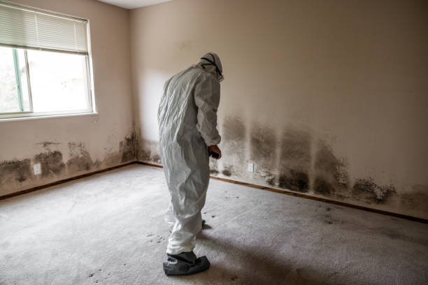 Best Attic Mold Removal  in Los Alamos, NM