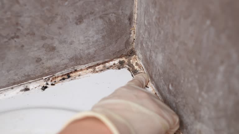 Best Real Estate Mold Inspection  in Los Alamos, NM