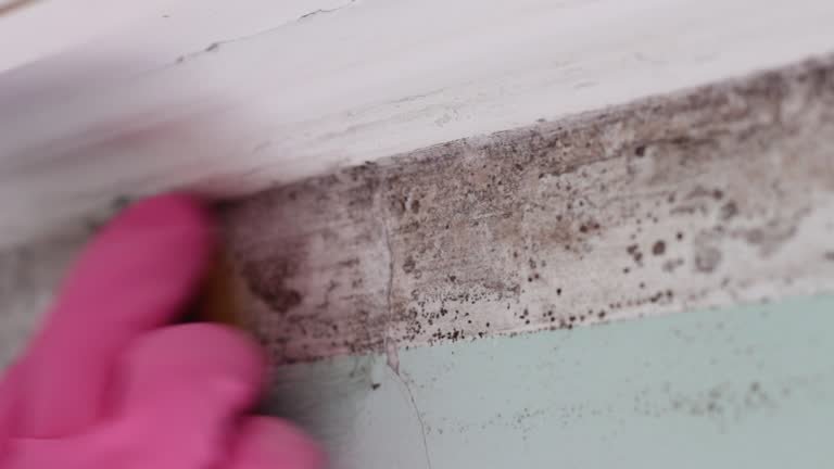 Best Commercial Mold Inspection  in Los Alamos, NM